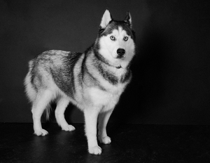 Fundraising Page: Masha Herdus